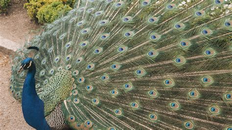 El Mito de Argos o por qué el pavo real tiene cien ojos .